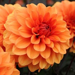 Dahlias, Dahlia Types, dahlia Varieties, Cactus Dahlias, Semi Cactus Dahlias, Decorative Dahlias, Pompon Dahlias, Ball Dahlias, Anemone Dahlias, Collarette Dahlias, Mignon Dahlias, Single Dahlias, Peony Dahlias, Orchid Dahlias, Waterlily Dahlias